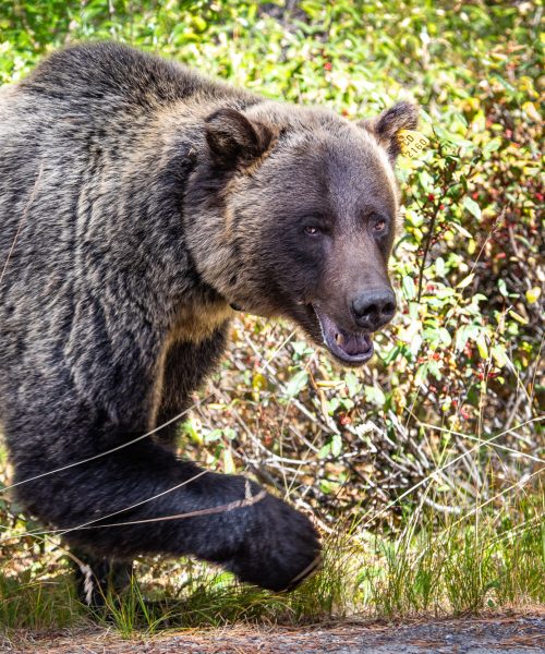 Kananaskis Wildlife LR-25
