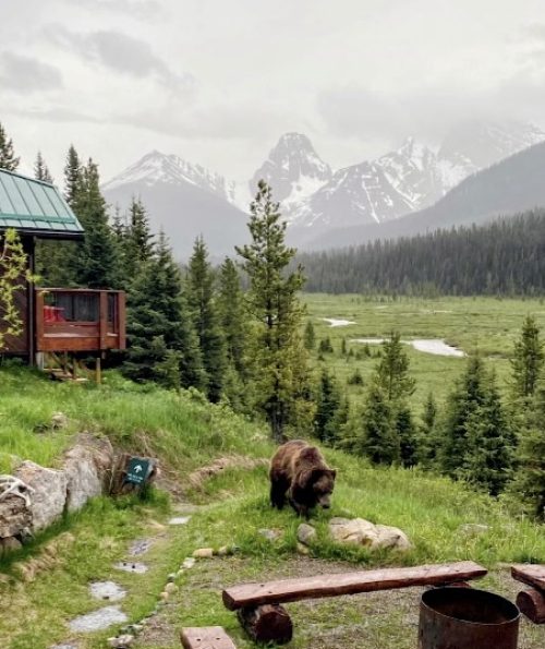 Mount Engadine Lodge Bear Sighting Kananaskis